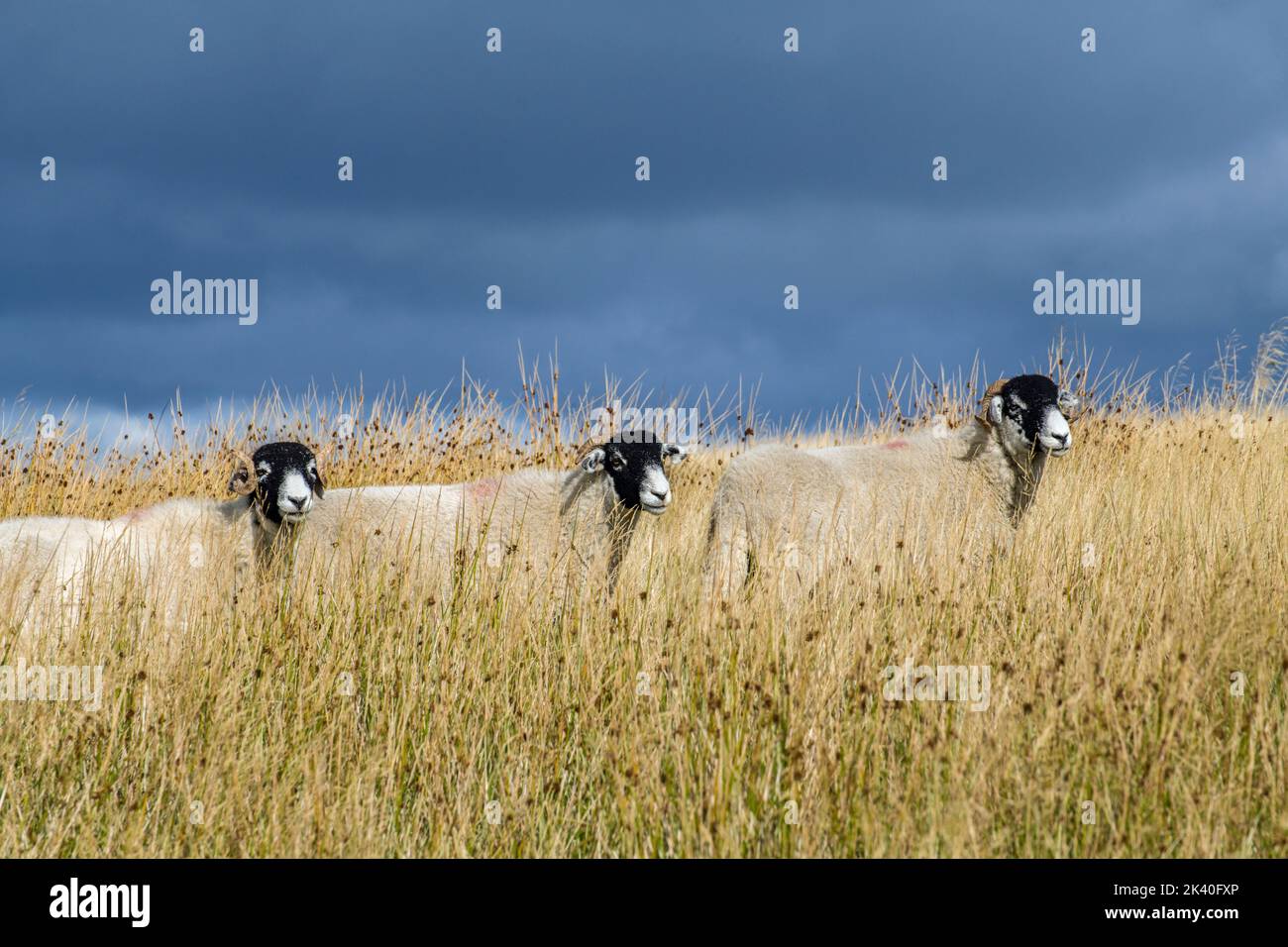Trois moutons de Wensleydale en herbe longue au-dessus de la route Coal qui relie Dentdale à Garsdale en Cumbria Banque D'Images