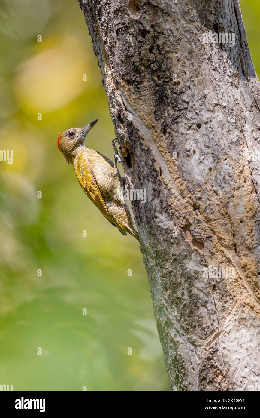 Petit pic (Veniliornis passerinus, Dryobates passerinus), perché sur un tronc d'arbre, Brésil, Pantanal Banque D'Images