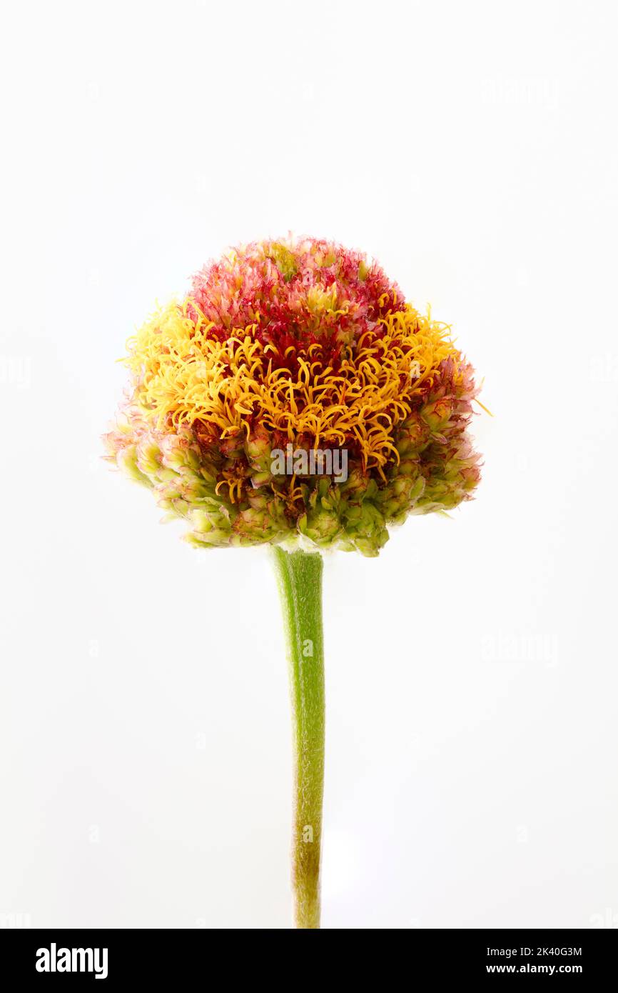 Zinnia, jeunes et vieux, Zinnia commune (Zinnia elegans), avec tête fleurie Banque D'Images