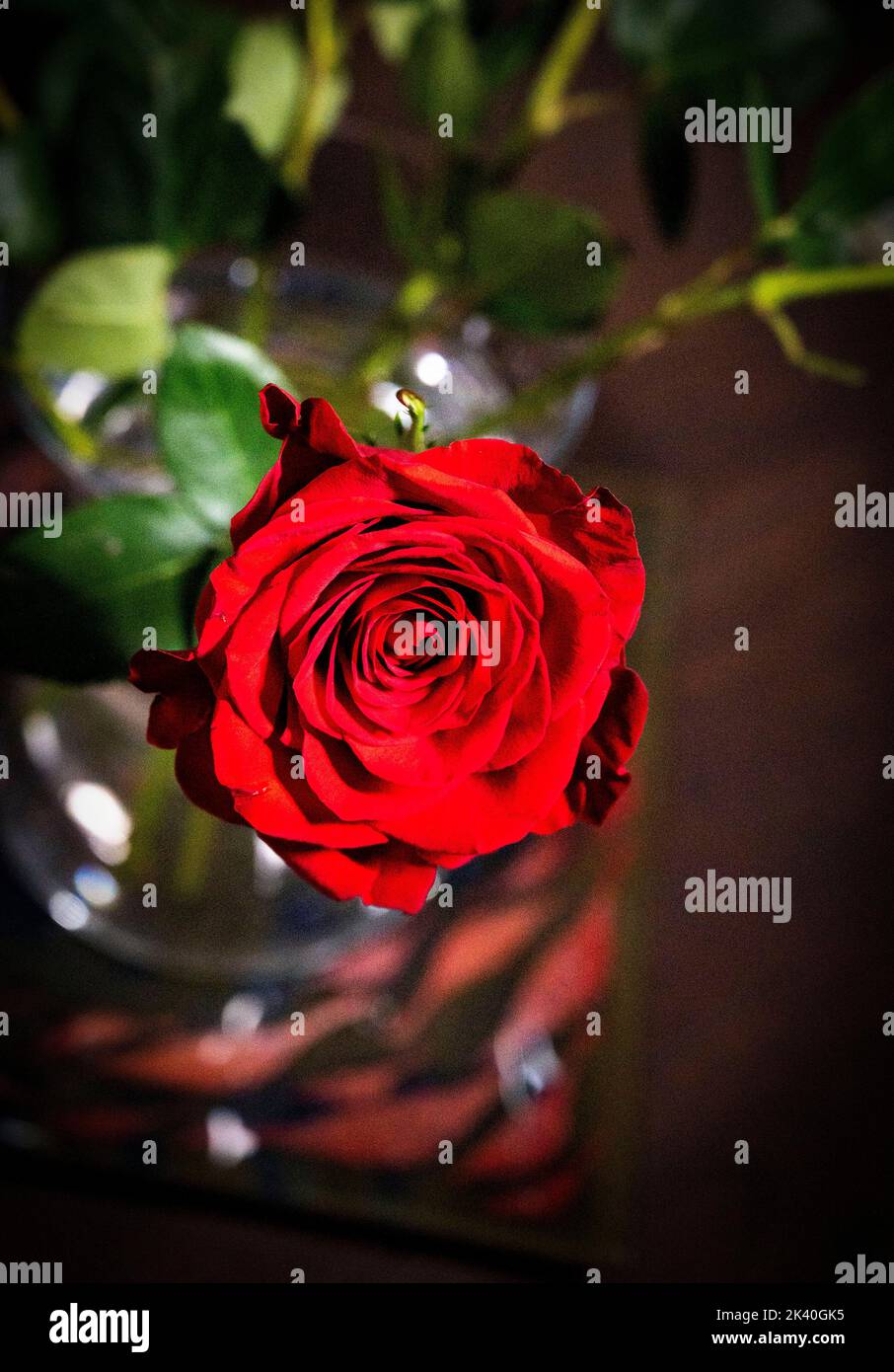 Roses rouges dans un vase à la maison encore la vie Royaume-Uni Photographie prise par Simon Dack Banque D'Images