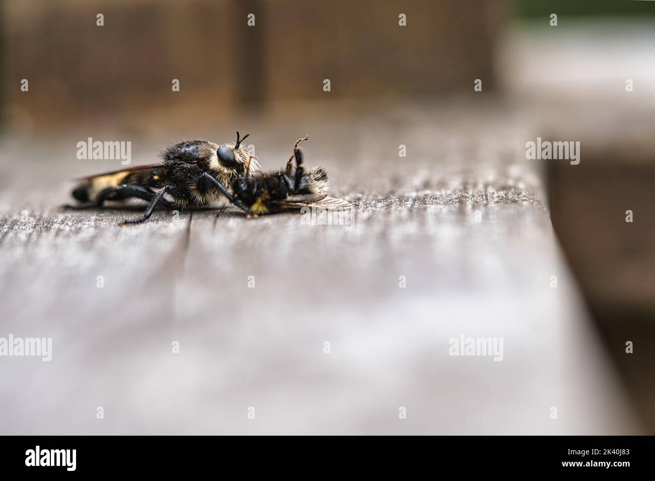 Mouche de meurtre jaune ou mouche jaune avec un bourdon comme proie. L'insecte est aspiré par le chasseur. Des poils noirs jaunes couvrent le chasseur. Macro sh Banque D'Images