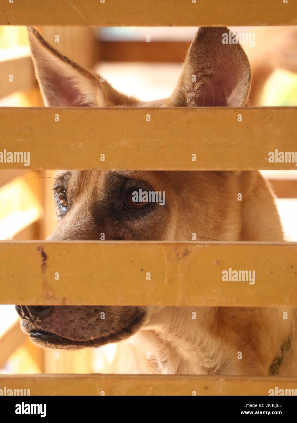 un chien qui regarde malheureusement de sa cage à travers les barres Banque D'Images
