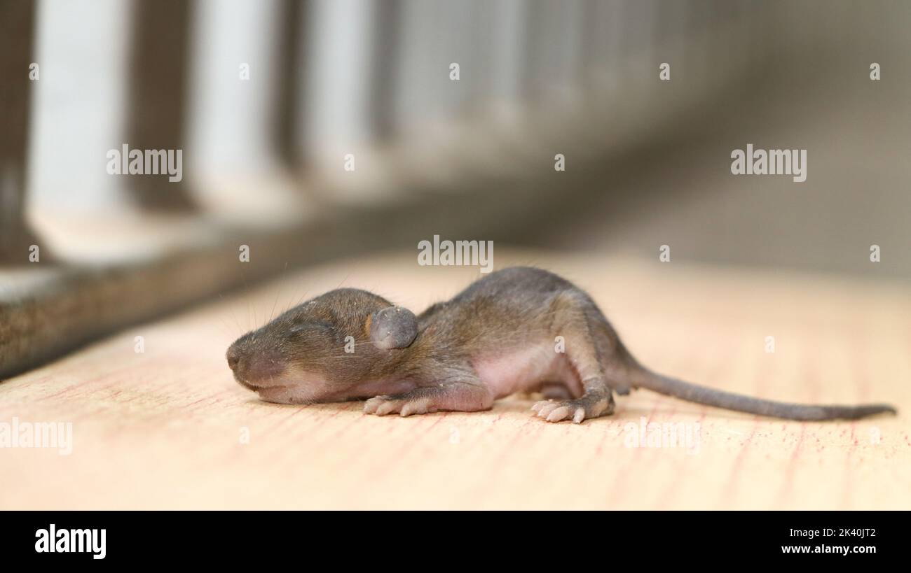 Rat baby Banque de photographies et d’images à haute résolution Alamy