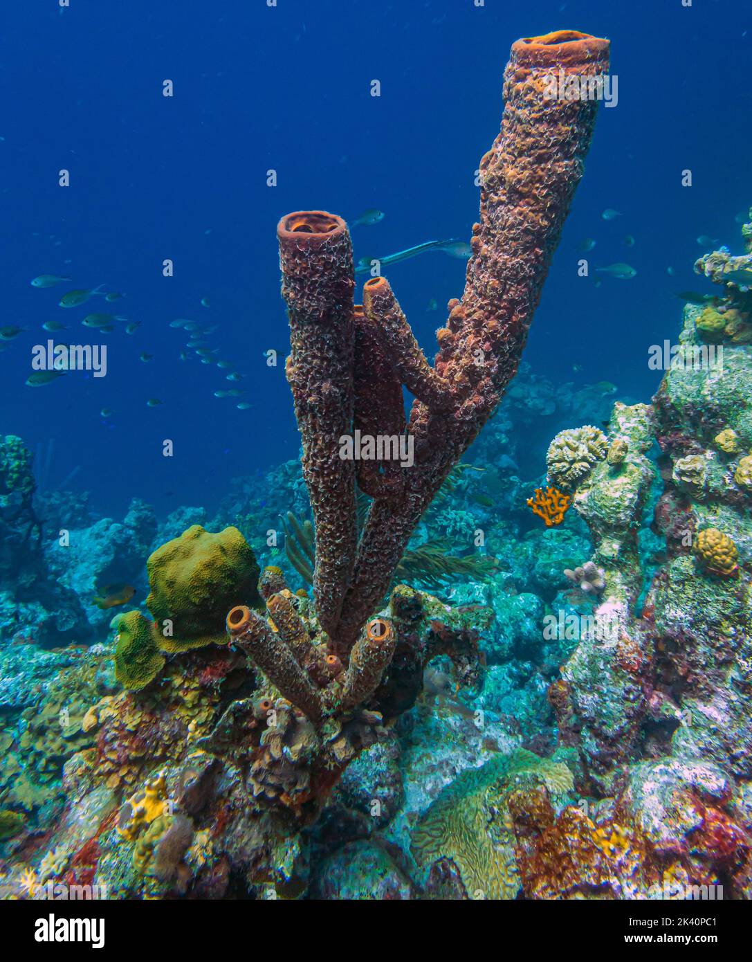 Les récifs coralliens des Caraïbes au large de la côte de l'île de Bonaire Banque D'Images