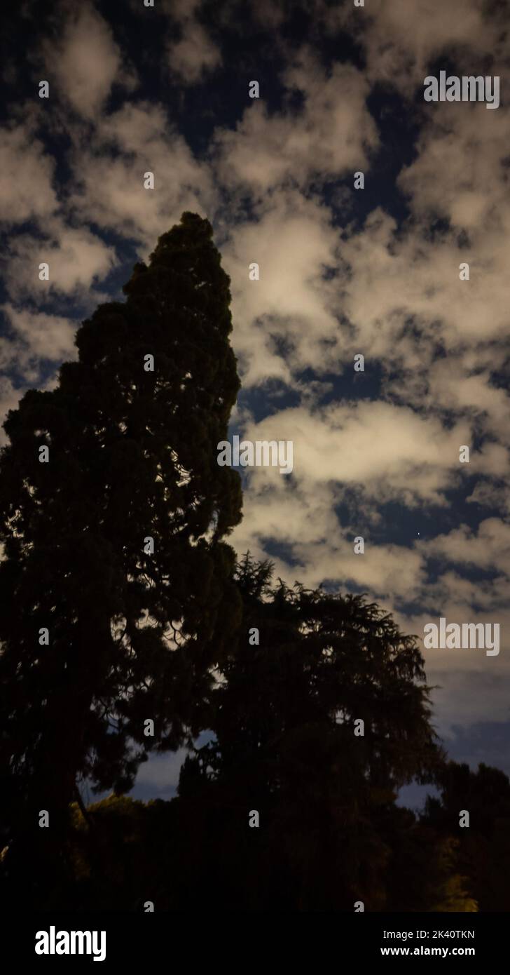 Les arbres ont tacheté contre un ciel nocturne tacheté de nuages moelleux. Image verticale. Banque D'Images