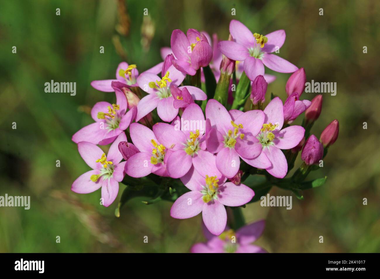 Centaury rose, Centaurium erythraea, fleurit en amas en gros plan avec un fond flou d'herbe. Banque D'Images