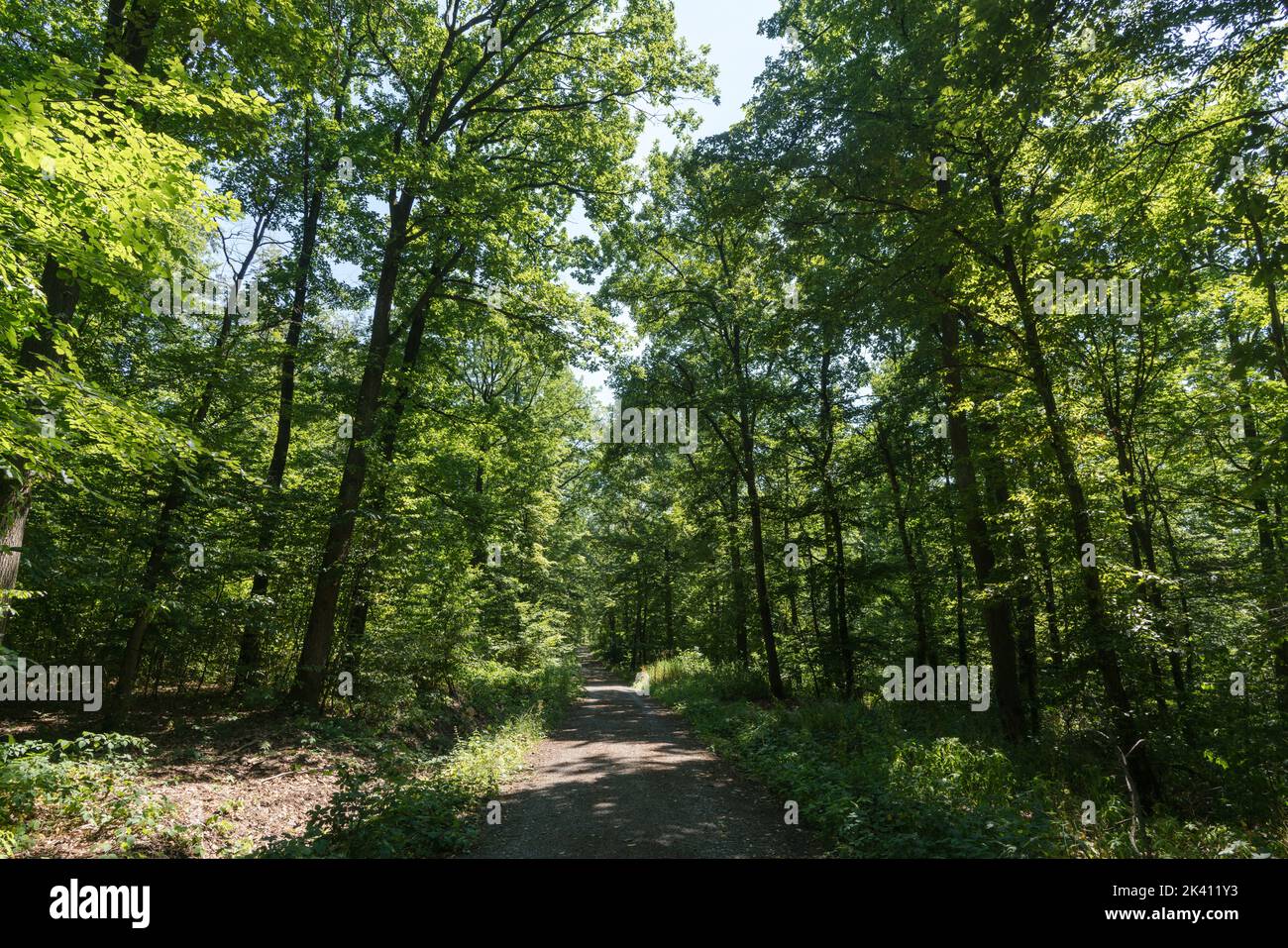 Vue dans une forêt dense à feuilles caduques dans une zone boisée de la forêt du Palatinat dans le sud de l'Allemagne Banque D'Images