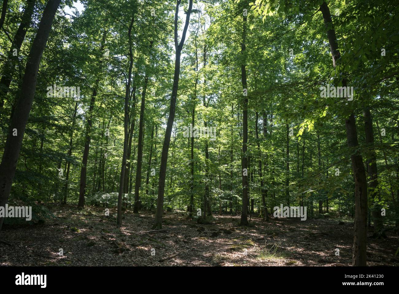 Vue dans une forêt dense à feuilles caduques dans une zone boisée de la forêt du Palatinat dans le sud de l'Allemagne Banque D'Images