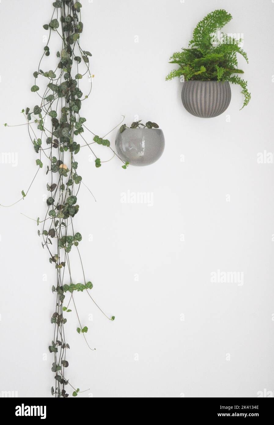 Trois plantes de maison sur fond blanc - une Fluffle Fern, une chaîne d'entendre et une minuscule pilea peperomidoides plante de pastèque dans des pots magnétiques Banque D'Images