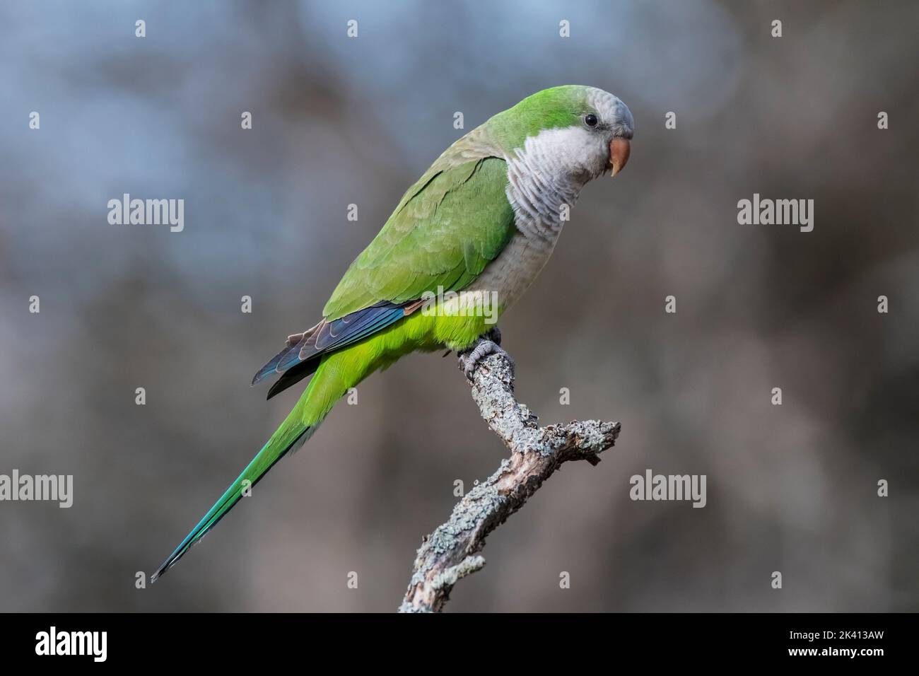 Monk parakeet, Myiopsitta monachus, dans le milieu forestier de Pampas, province de la Pampa, Patagonie, Argentine. Banque D'Images