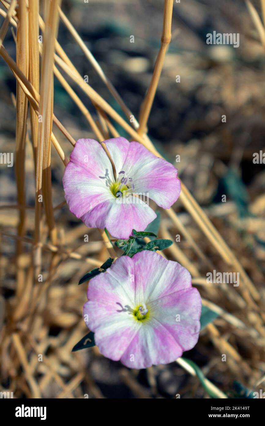 Fleurs blanc rose Banque D'Images