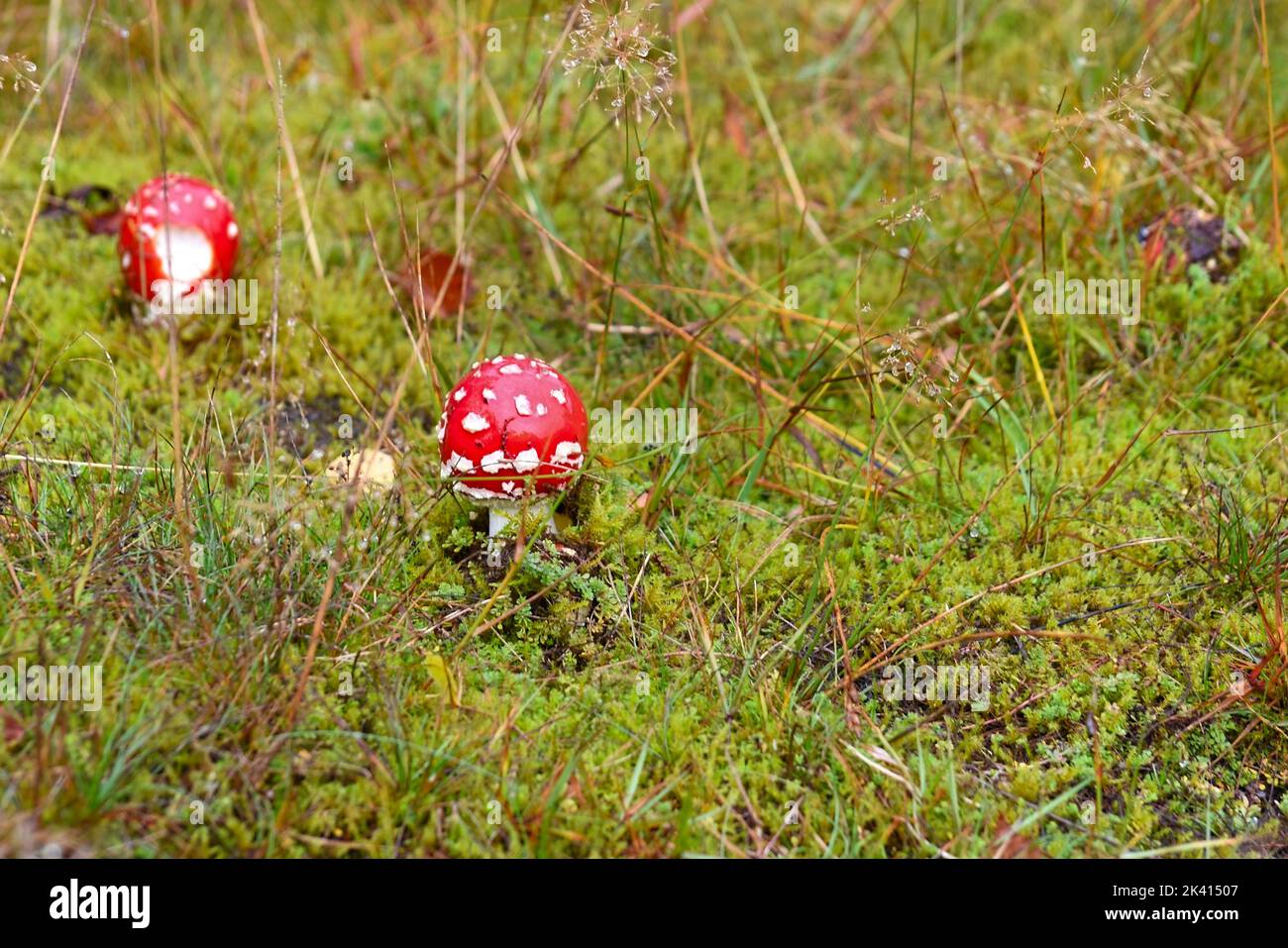 Photo autonome d'un champignon de mouche Amanita muscaria sur le gras vert dans la nature de l'allemagne Banque D'Images