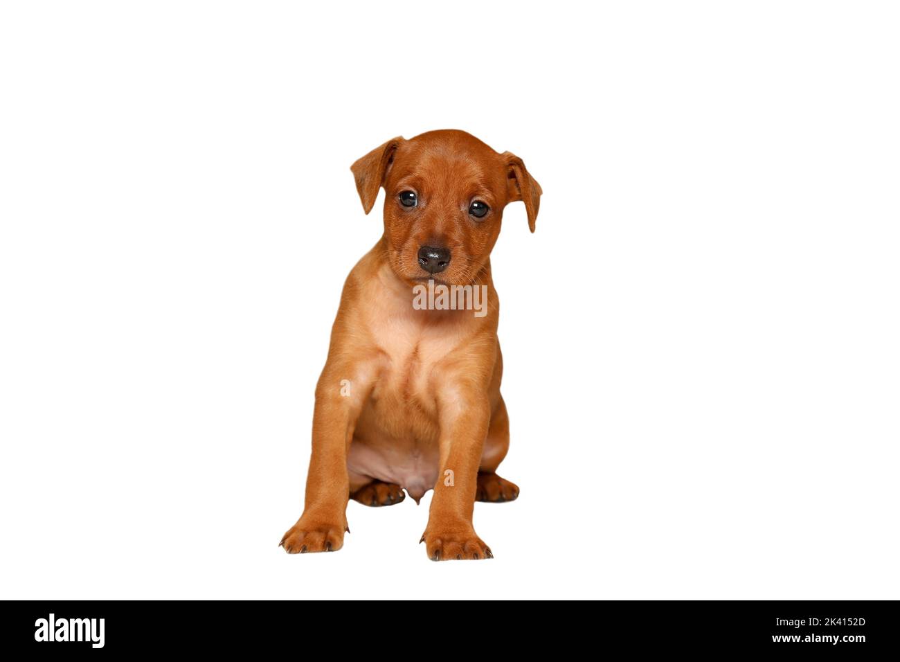 Un chiot charmant est assis sur un fond blanc. Le petit chien s'assoit et regarde en avant. Isoler. Portrait. L'animal est brun, à poil doux, pur-sang. Mini-broche. Banque D'Images