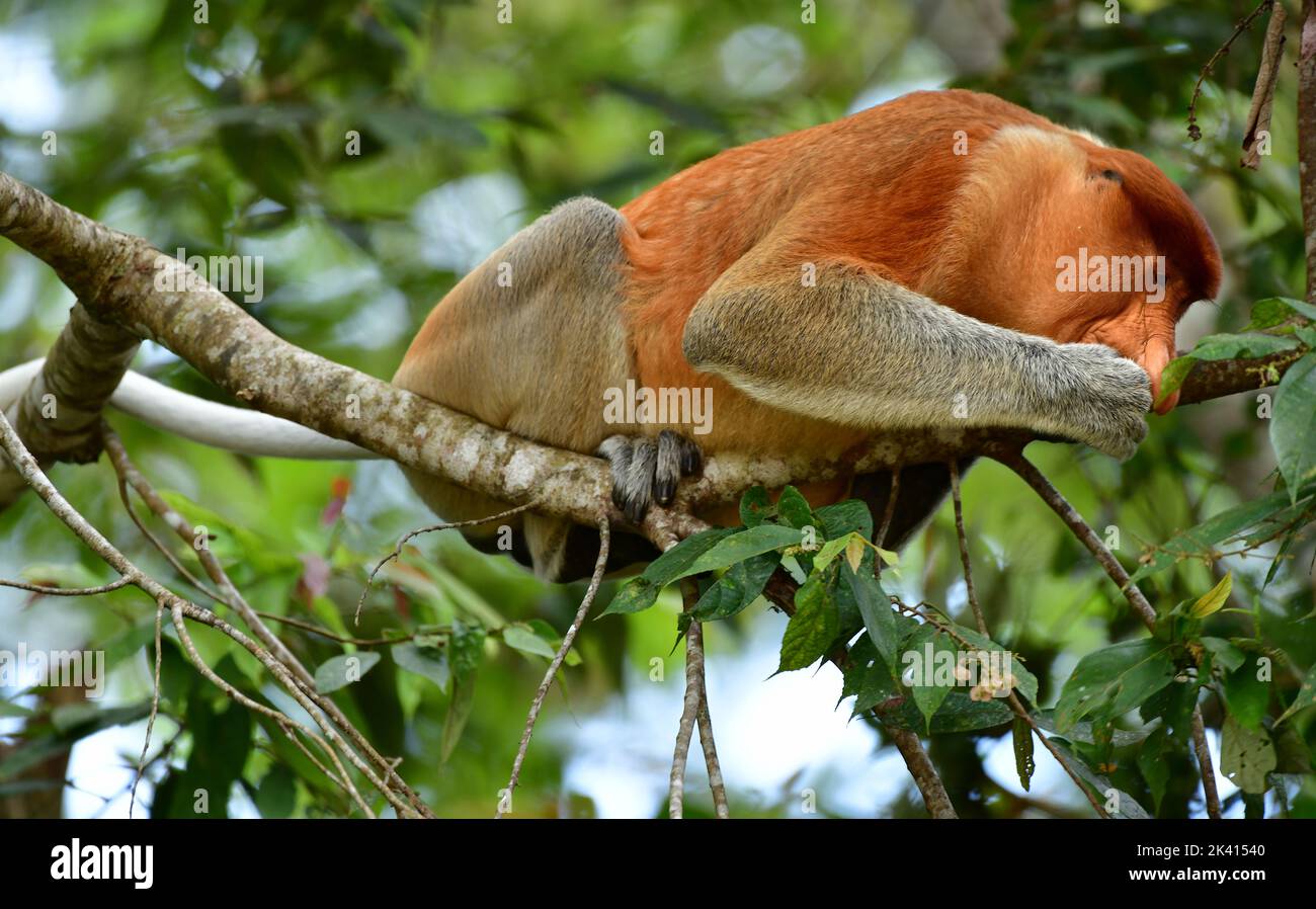 Singe proboscis (Nasalis larvatus) mâle dominant mangeant des feuilles dans un arbre. Rivière Kinabatangan, Sabah, Bornéo. Banque D'Images