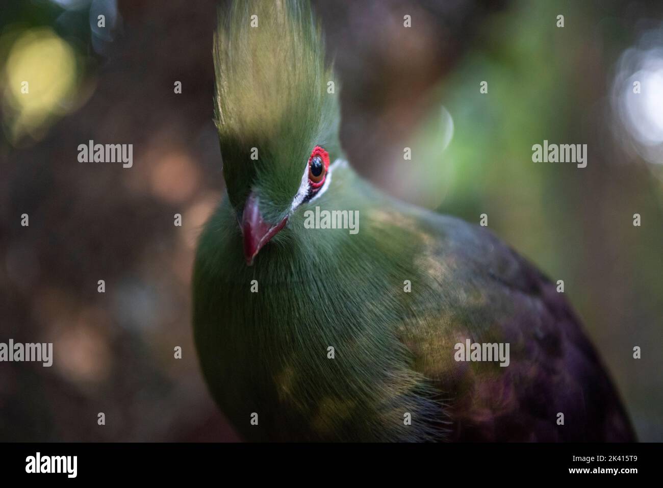 Knysna Lourie ou Turaco, volière et sanctuaire des oiseaux de paradis, Plettenberg Bay, Afrique du Sud Banque D'Images