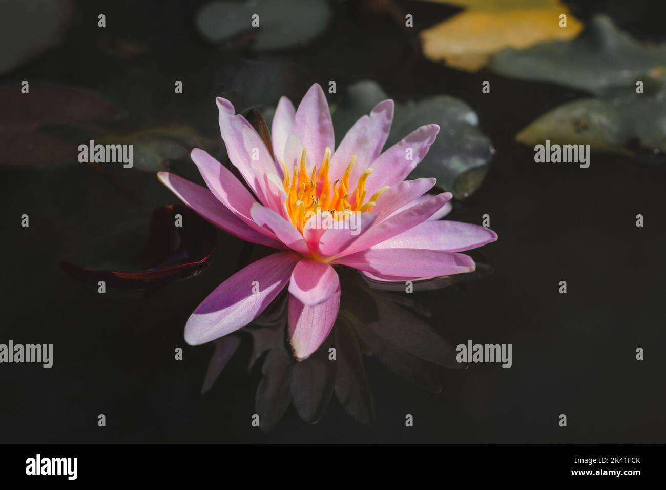 Belle fleur rose de lotus dans l'étang. Photo de haute qualité Banque D'Images