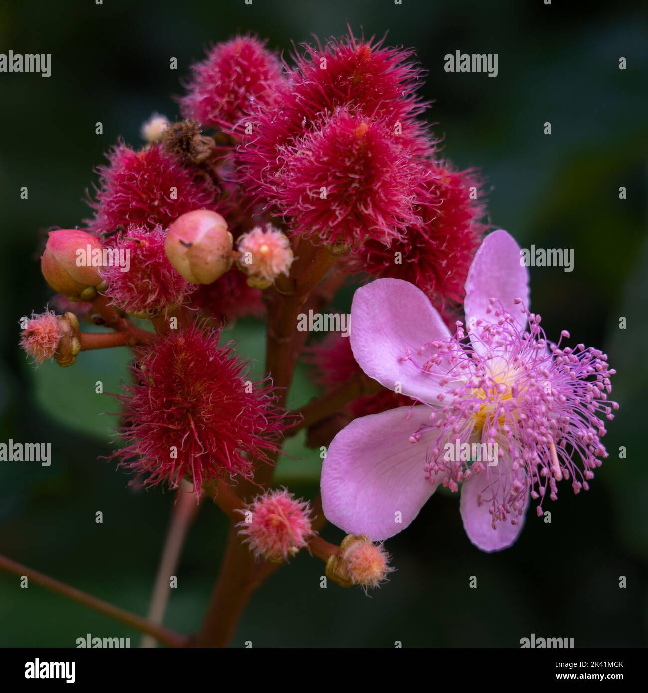 Vue rapprochée de fleurs d'achiote rose ou de bixa orellana et de jeunes fruits rouges sur fond naturel sombre Banque D'Images
