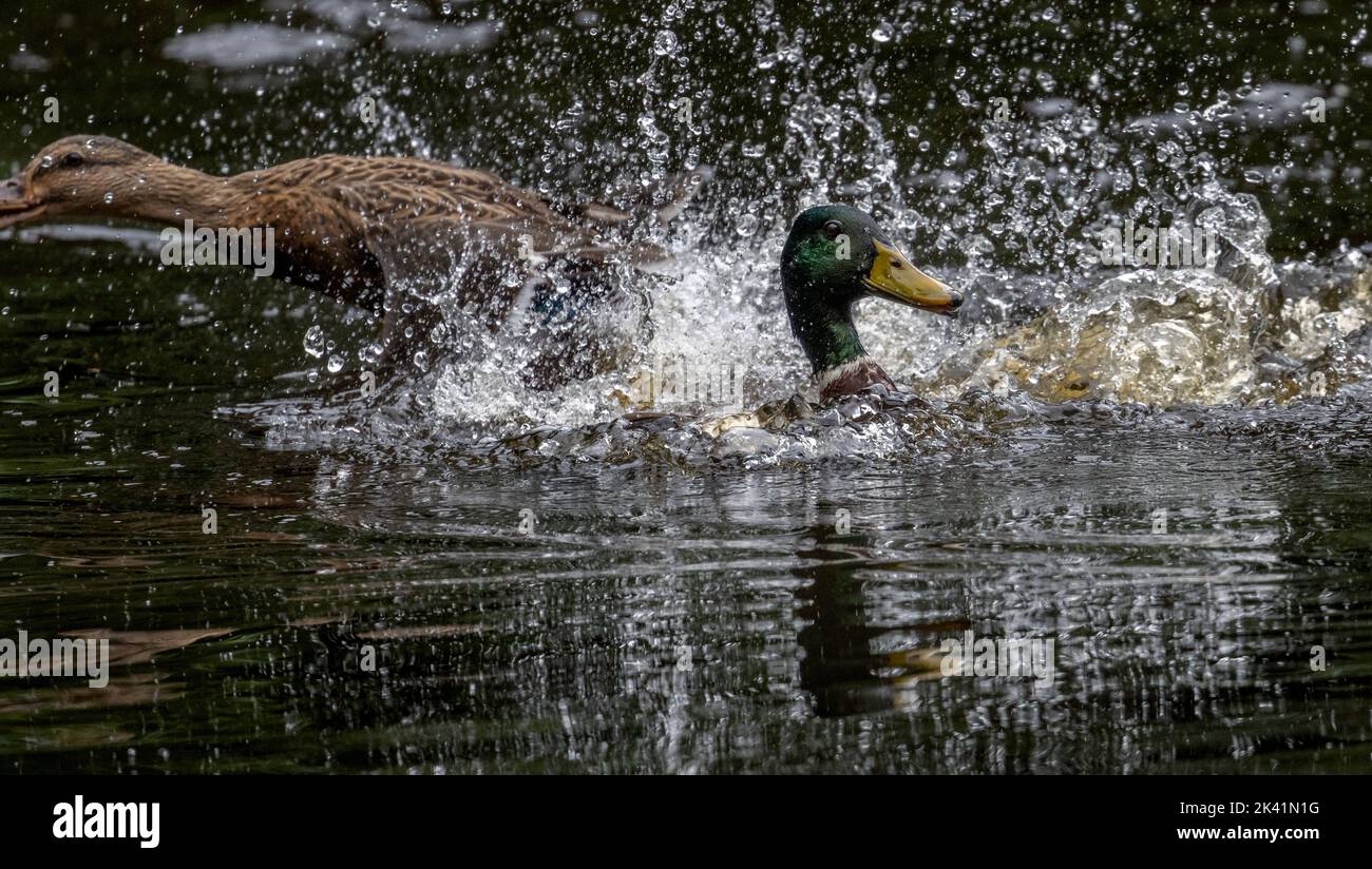 Canard colvert (Anas platyrhynchos) plongée et surfaçage de façon agressive et répétée sur un canard colvert femelle qui doit sortir de la voie, Angleterre, Royaume-Uni Banque D'Images