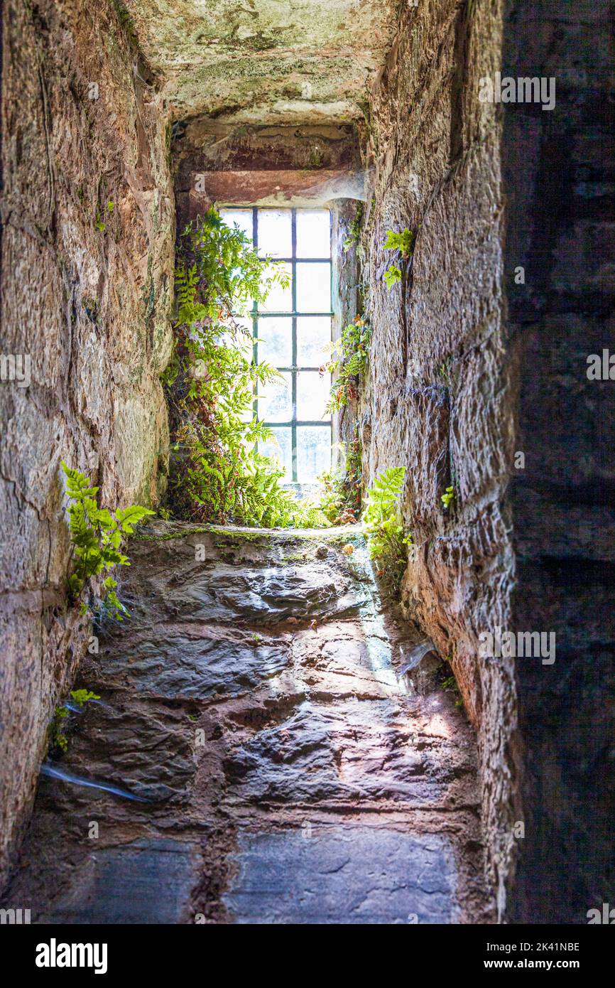 Fougères et toiles d'araignée dans une petite fenêtre dans la petite église isolée de Stoke Pero dans le parc national d'Exmoor, Somerset Royaume-Uni Banque D'Images