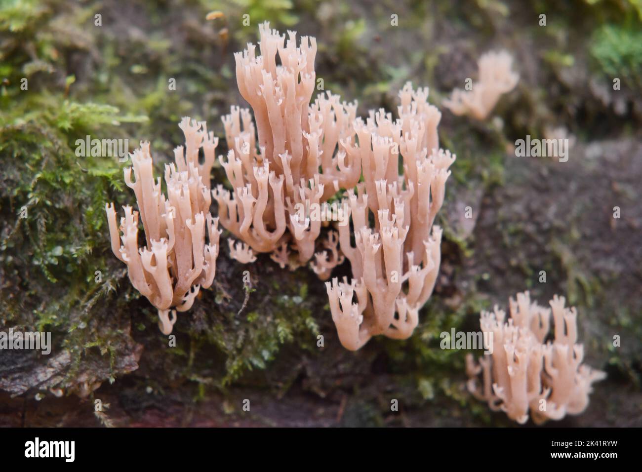 Champignon sauvage Artomyces pyxidatus. Corail de la couronne ou champignon de corail à bout de couronne. Mise au point sélective. Banque D'Images