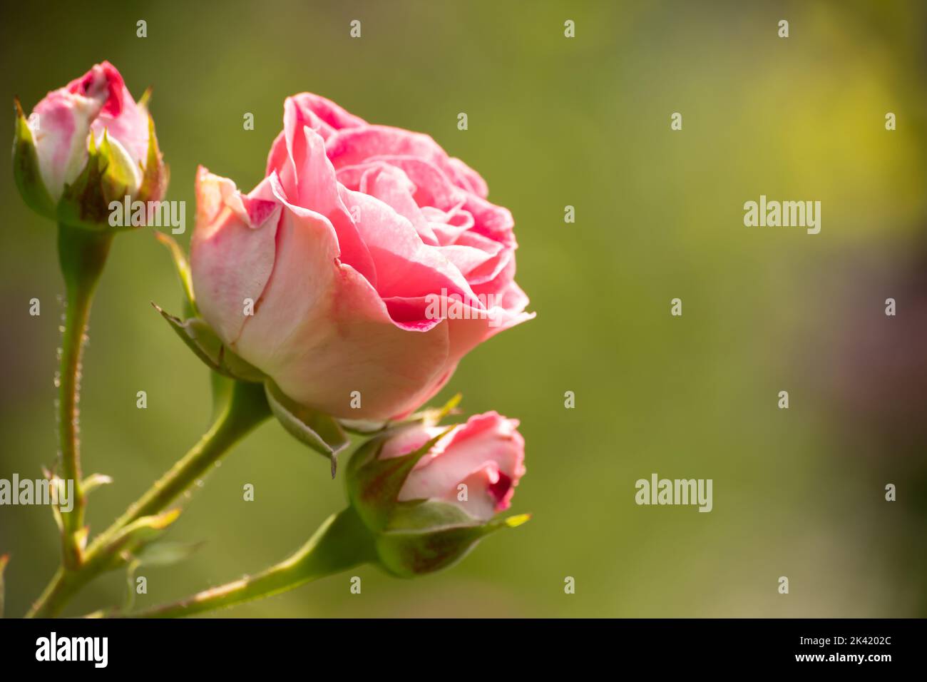 Bouton rose sur fond vert avec espace pour le texte Banque D'Images