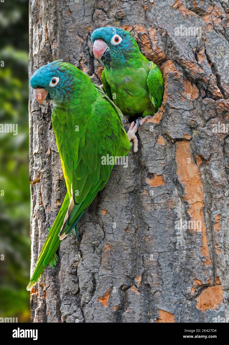 Parure à couronne bleue / Parure à couronne bleue / Parure à queue fine (Tectocercus acuticaudatus) paire au nid dans l'arbre, perroquet néotropical sud-américain Banque D'Images