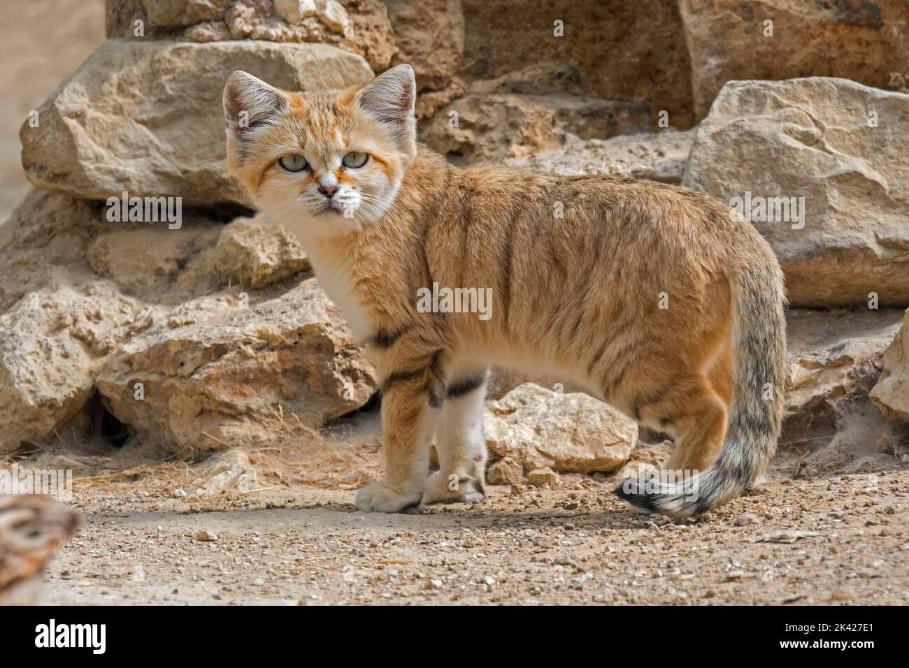 Chat de sable (Felis margarita), chat sauvage originaire des déserts sableux et pierreux de l'Afrique du Nord, de la péninsule arabe, du Pakistan et du Moyen-Orient Banque D'Images