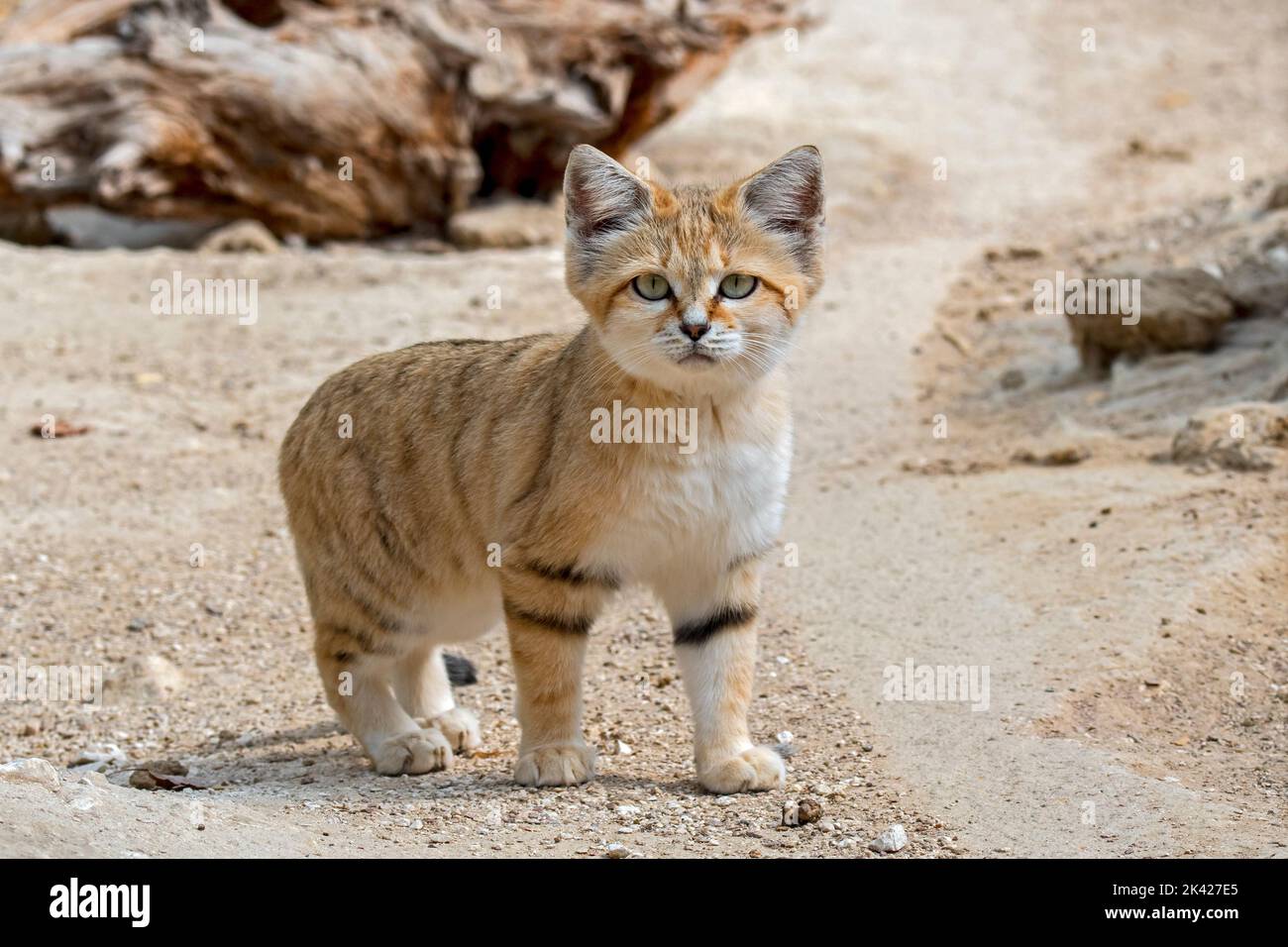 Chat de sable (Felis margarita), chat sauvage originaire des déserts sableux et pierreux de l'Afrique du Nord, de la péninsule arabe, du Pakistan et du Moyen-Orient Banque D'Images