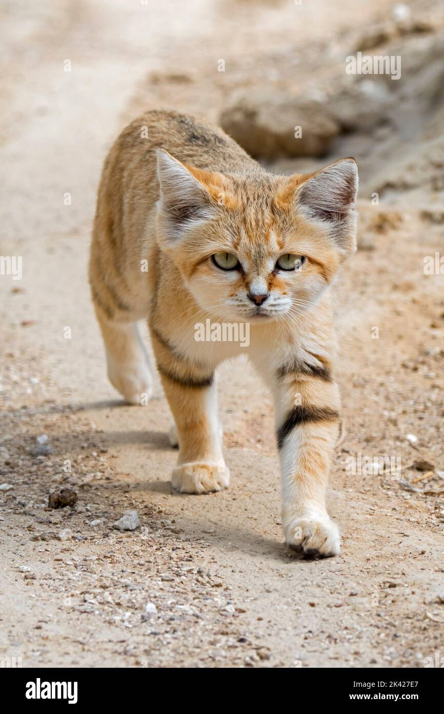 Chat de sable (Felis margarita), chat sauvage originaire des déserts sableux et pierreux de l'Afrique du Nord, de la péninsule arabe, du Pakistan et du Moyen-Orient Banque D'Images