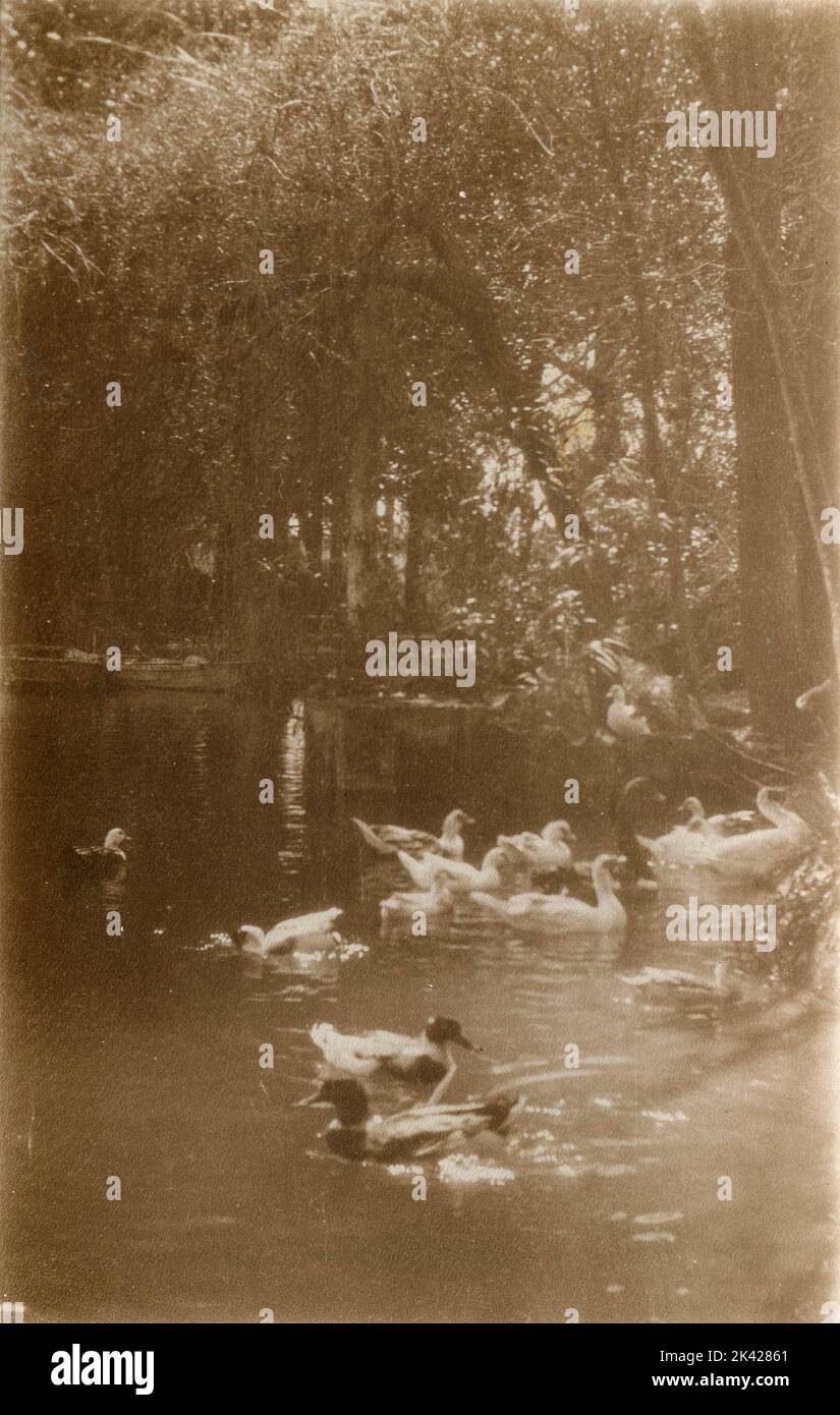 Canards au jardin du lac, Villa Borghese, Rome, Italie 1925 Banque D'Images