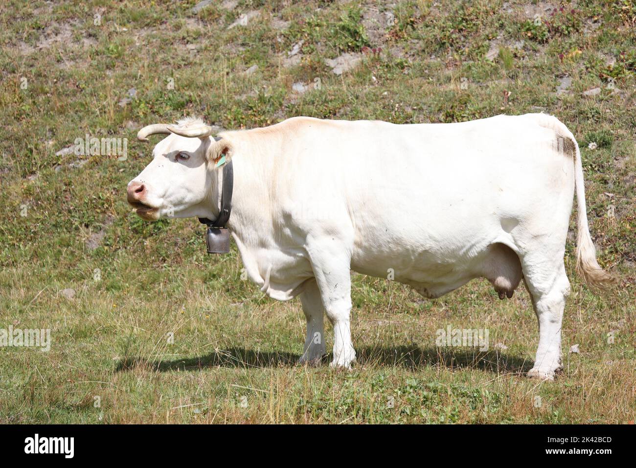 vache charolais blanche dans les alpes Banque D'Images
