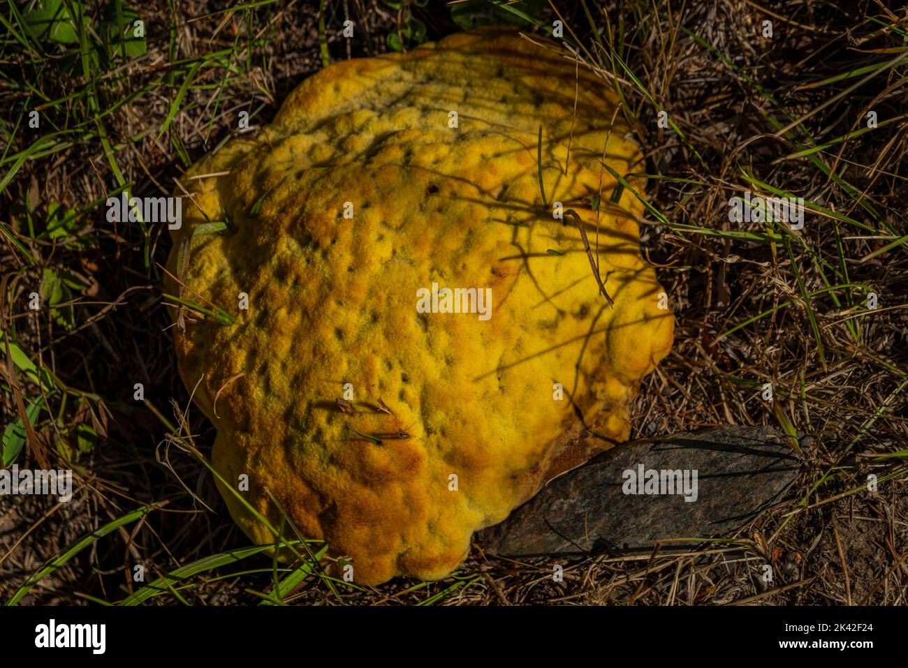 Champignon jaune sur les racines des arbres à feuilles à la fin de l'été matin ensoleillé Banque D'Images