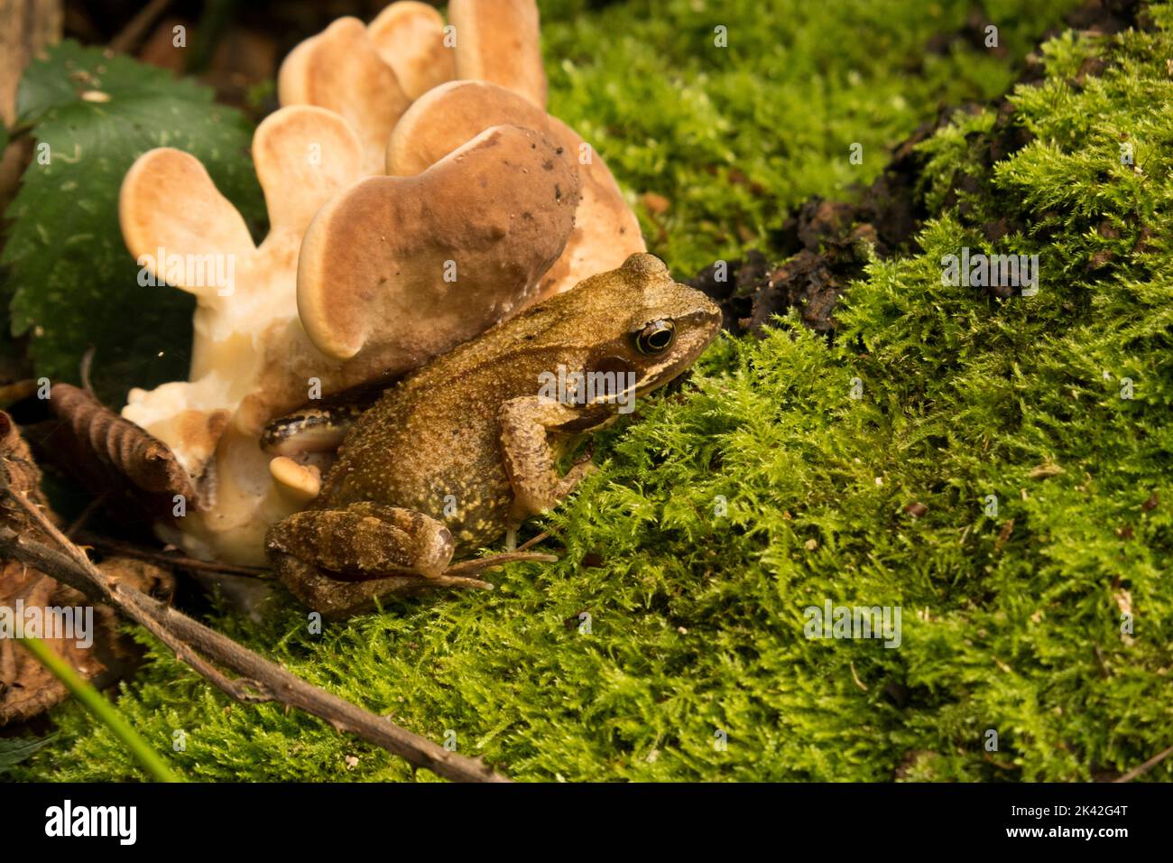 Grenouille avec champignon Banque D'Images