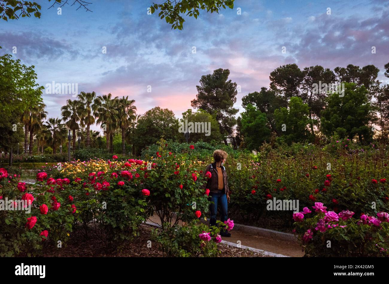 Grenade, Andalousie, Espagne : Une femme marche le long du jardin de la Rose au Parc Federico García Lorca inauguré en 1995. Banque D'Images