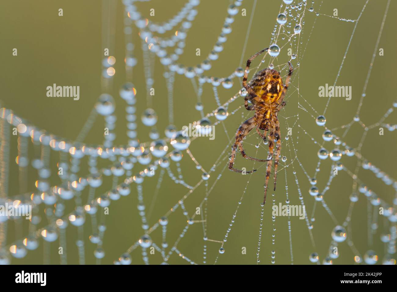 Arabesque orbweaver sur son web dans la rosée du matin Banque D'Images