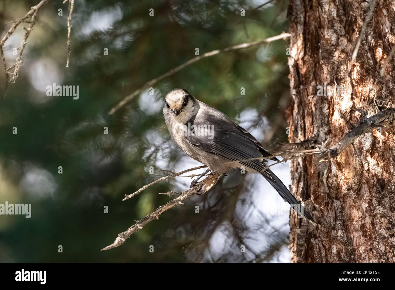 Un geai du Canada perçant sur un arbre, dans la forêt du Yukon, bel oiseau Banque D'Images