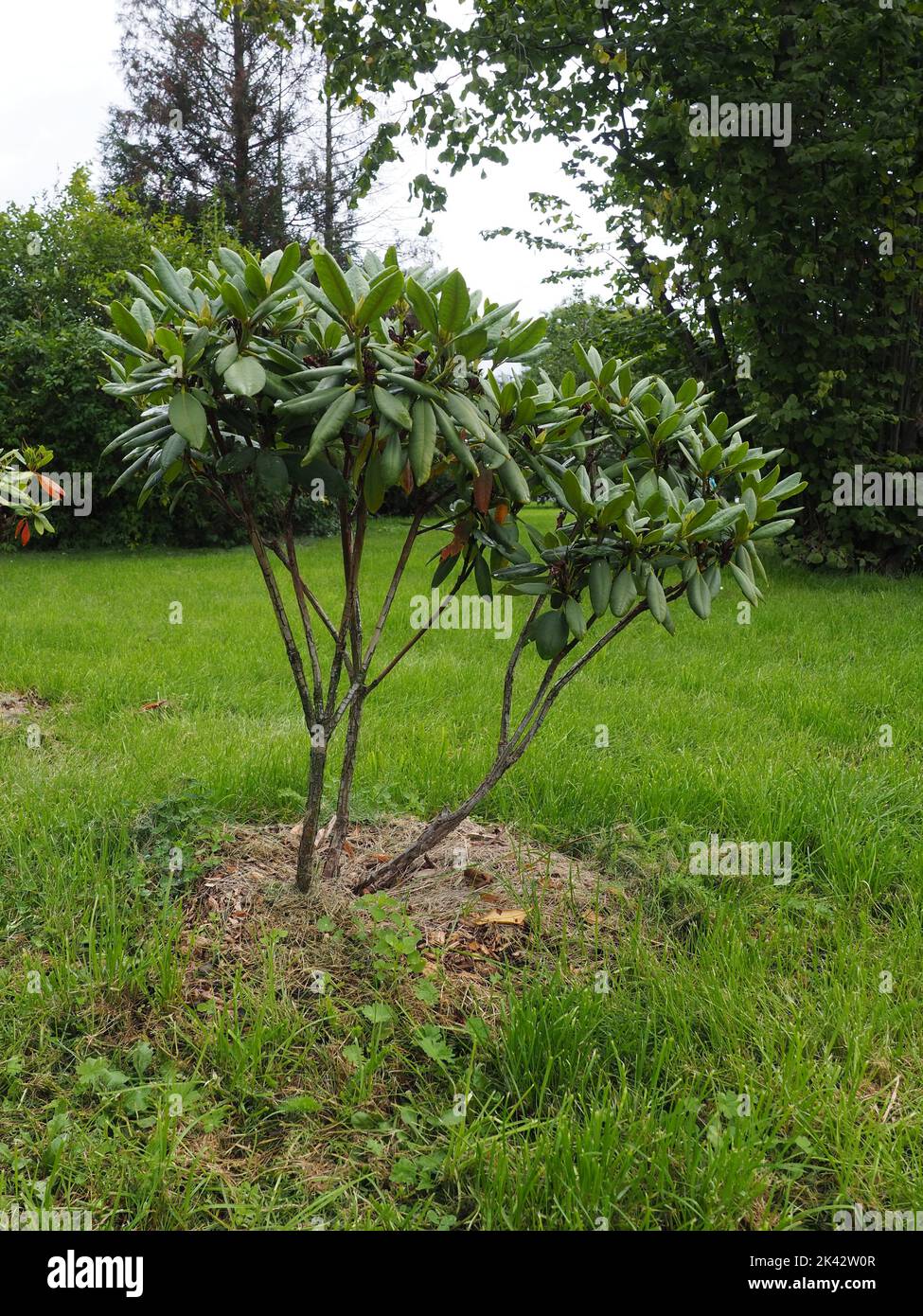 Brousse de Rhododendron avec feuilles de cire verte dans un parc urbain. Bush avec de l'herbe coupée et séchée en dessous, à ses racines lui donnant des nutriments et aide à retenir l'eau Banque D'Images