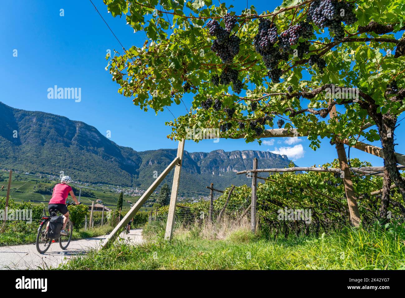 Piste cyclable à travers les zones viticoles du Tyrol du Sud, près de Caldaro sur la route du vin, peu avant la récolte du raisin, vue de la Nonsberggruppe Banque D'Images