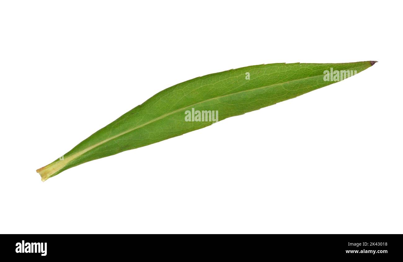 Michaelmas-Daisy à feuilles étroites - Symphytotrichum lanceolatum Banque D'Images