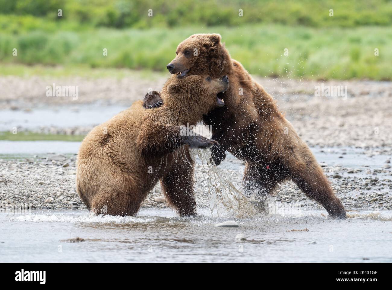 Deux ours brun d'Alaska jouent à la lutte au bord d'une crique Banque D'Images