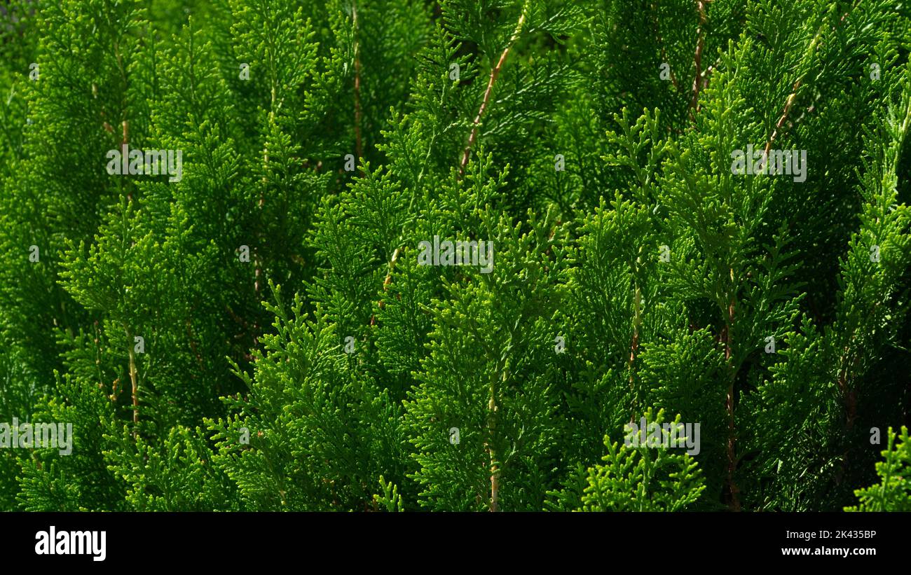 Feuilles de conifères de thuja, fond vert de feuilles Banque D'Images