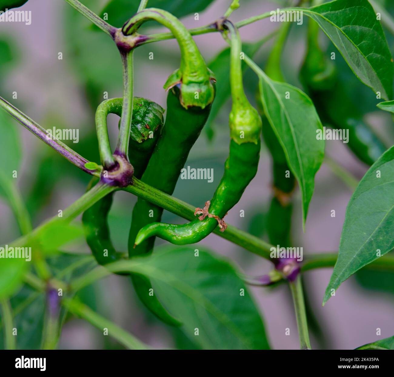 Piments forts poussant sur la plante Banque D'Images