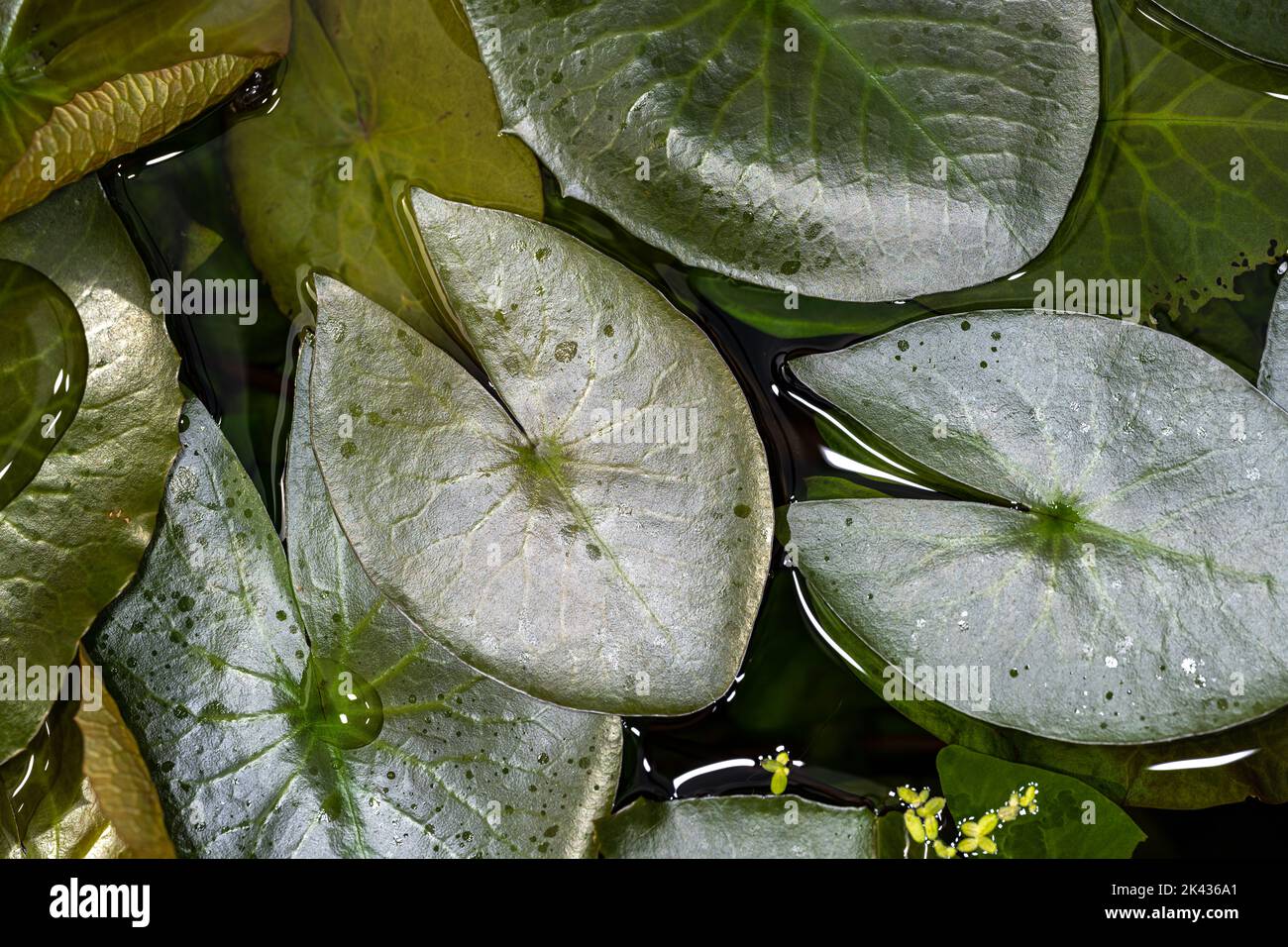 Feuilles de nénuphars (Nymphaea rubra) Banque D'Images