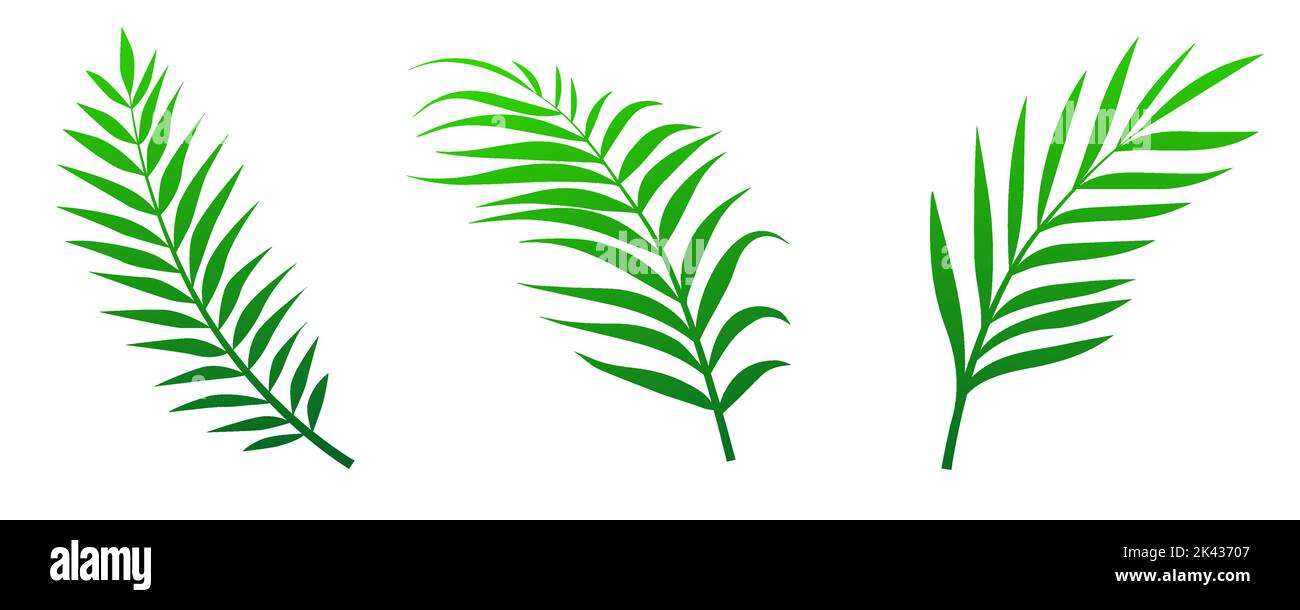 Feuilles de palmier vertes isolées sur fond blanc. Illustration vectorielle Illustration de Vecteur