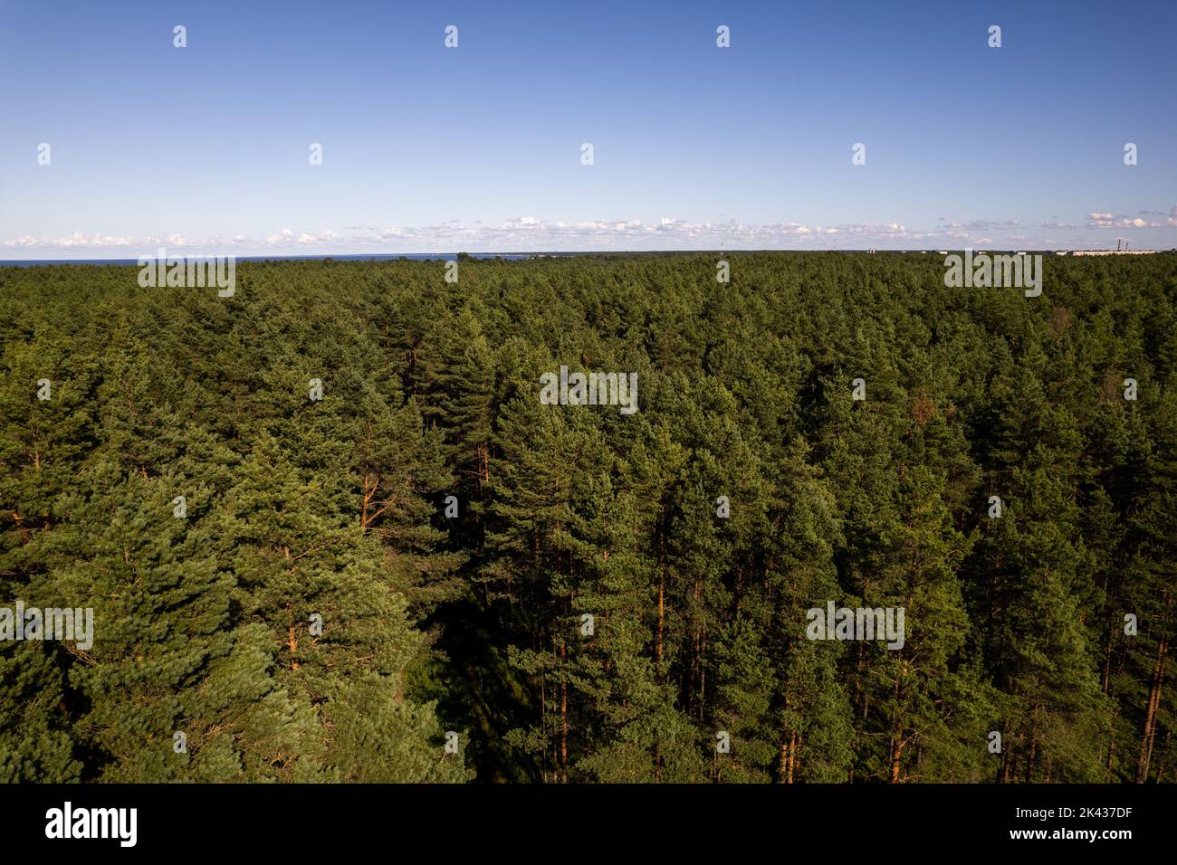 Tir aérien de drone de forêts de pins verts et de bosquets de bouleau de printemps avec une belle texture de arbres dorés. Lever du soleil, coucher du soleil au printemps. Rayons du soleil Banque D'Images