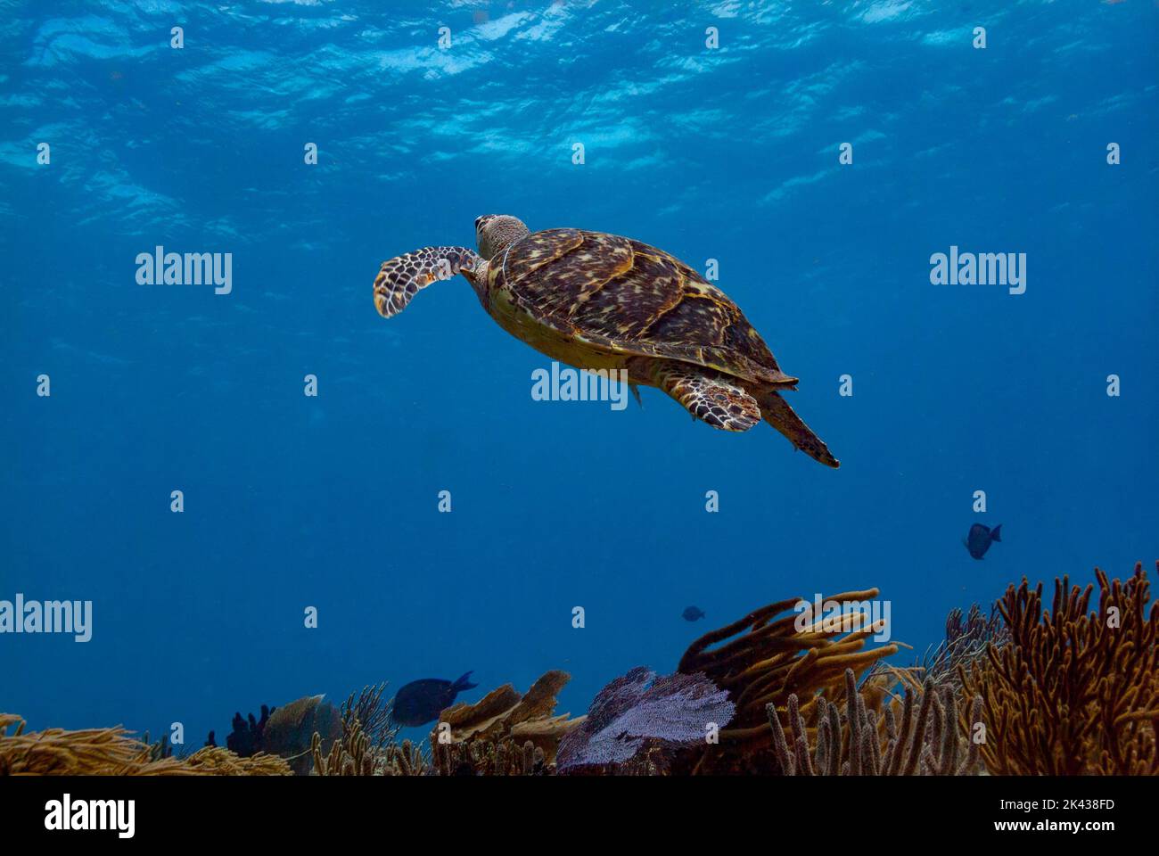 Tortue luth sur le récif Banque D'Images