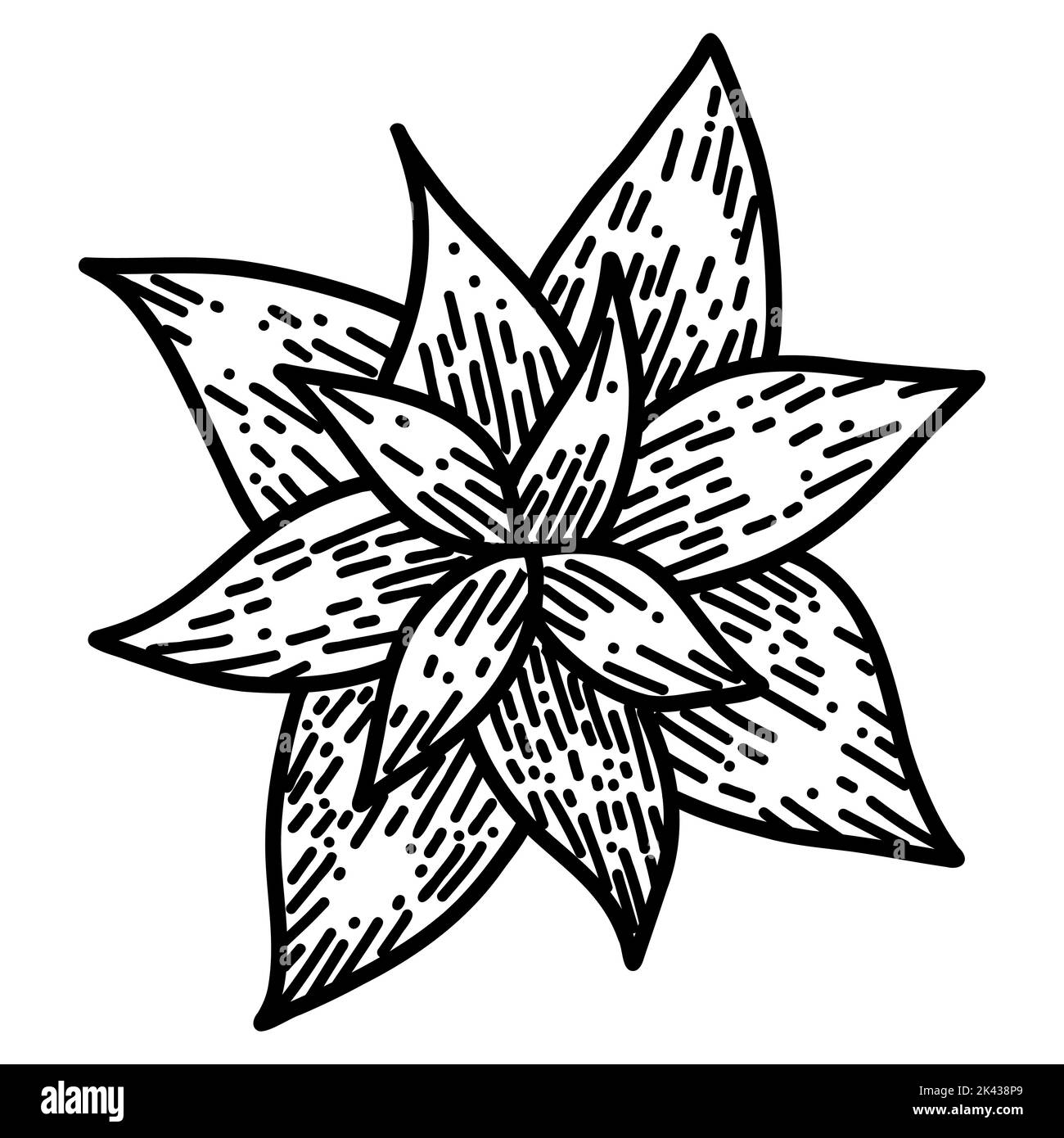 Fleur de poinsettia en forme de dessin animé. Illustration noire linéaire d'étoile de Noël Illustration de Vecteur