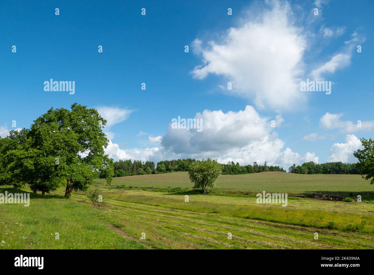 Paysage rural du nord du Danemark Banque D'Images