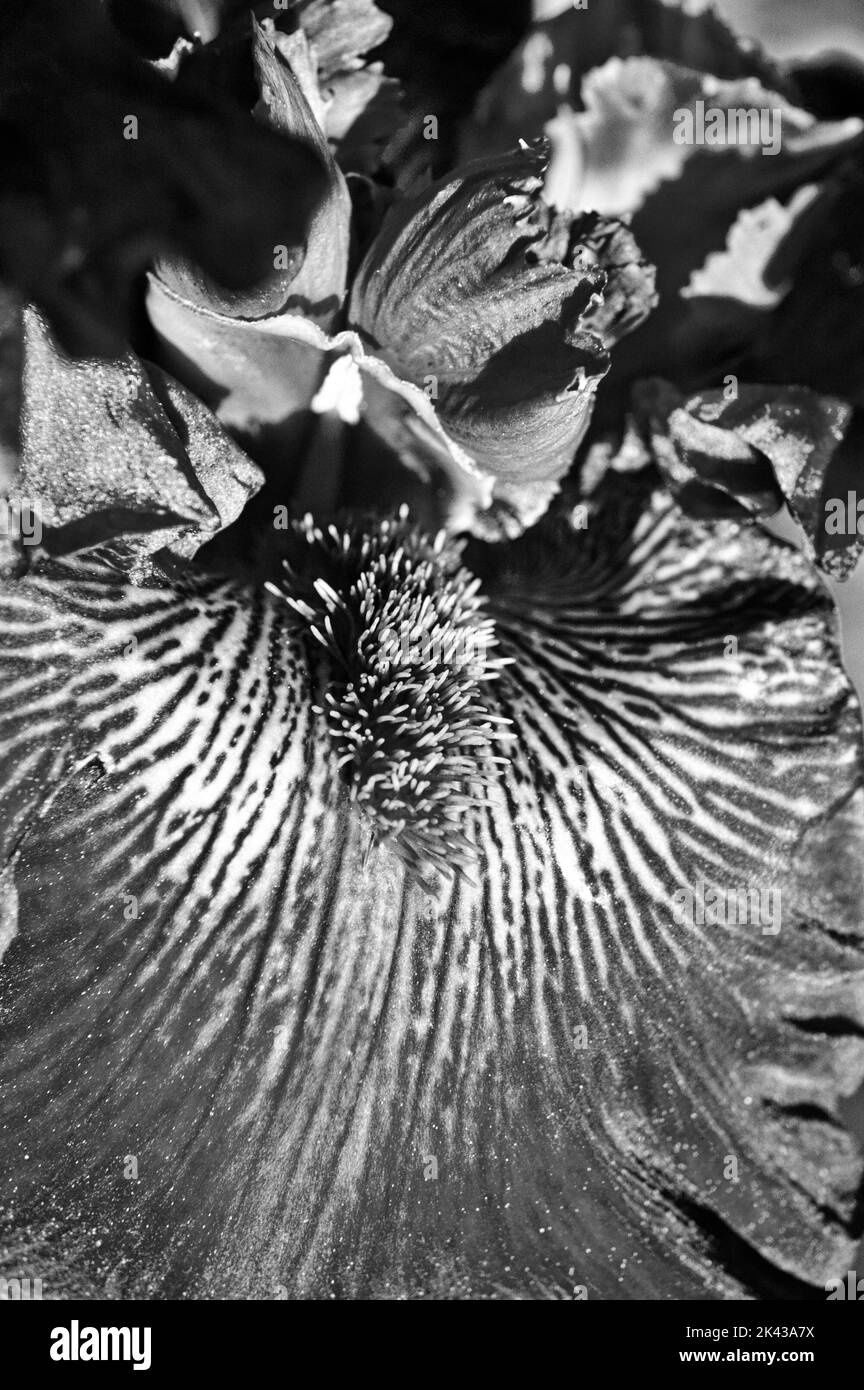 Macro beaux-arts / gros plan d'une fleur d'iris Banque D'Images