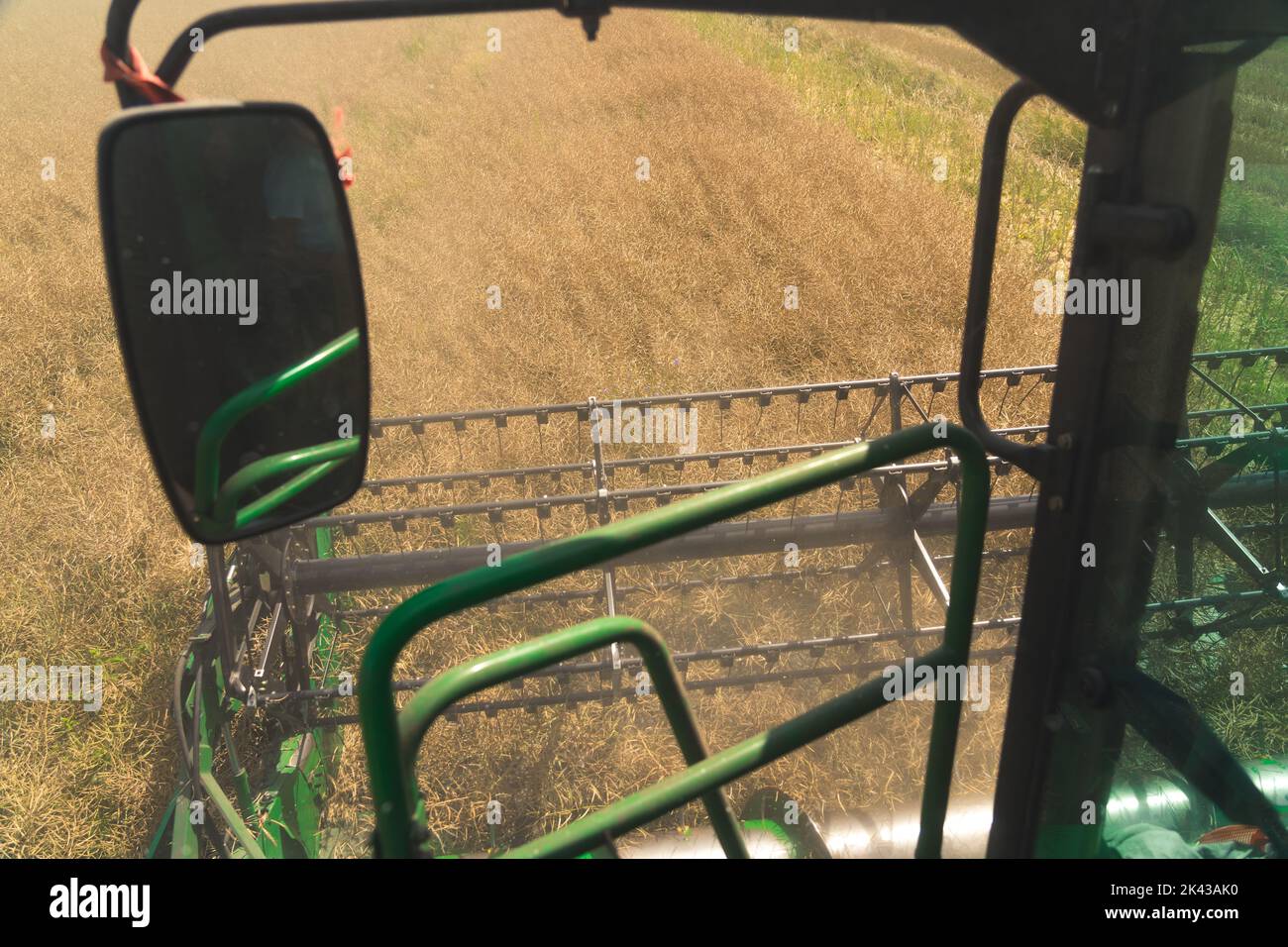 Point de vue de l'opérateur de la moissonneuse-batteuse pendant le processus de récolte de colza. Rétroviseur latéral, rabatteur et vis sans fin de plate-forme. Concept agricole. Photo de haute qualité Banque D'Images